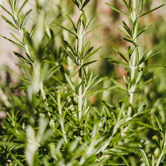 Rosemary plant